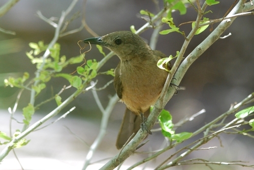 Sandstone Shrikethrush (Colluricincla woodwardi) · iNaturalist