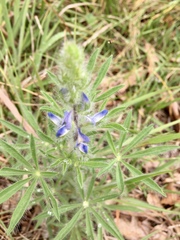 Lupinus bracteolaris