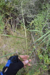 Eragrostis elliottii