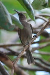 Myzomela obscura