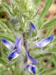 Lupinus bracteolaris