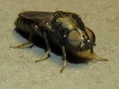 Scenopinidae