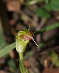 Pterostylis atrans