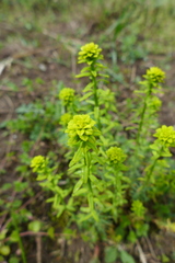 Uromyces pisi-sativi