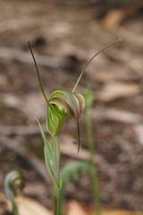 Pterostylis decurva