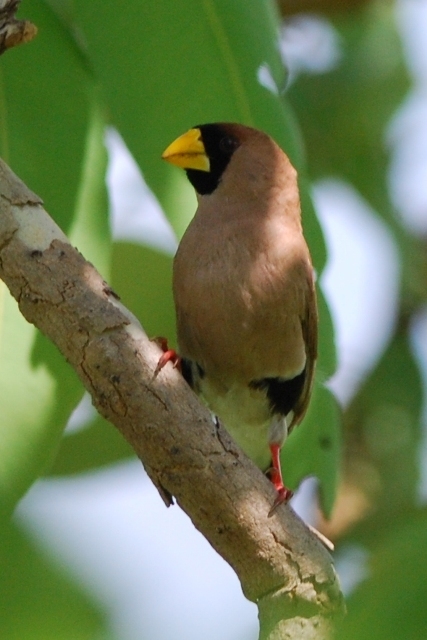 Masked Finch photo