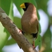 Masked Finch - Photo (c) Tan Kok Hui, some rights reserved (CC BY-NC), uploaded by Tan Kok Hui