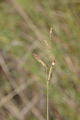 Claviceps paspali