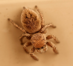 Habronattus festus