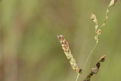 Claviceps paspali
