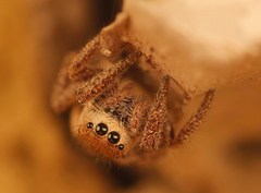 Habronattus festus