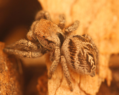 Habronattus festus