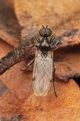 Bibiodes halteralis