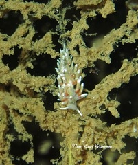 Rubramoena rubescens