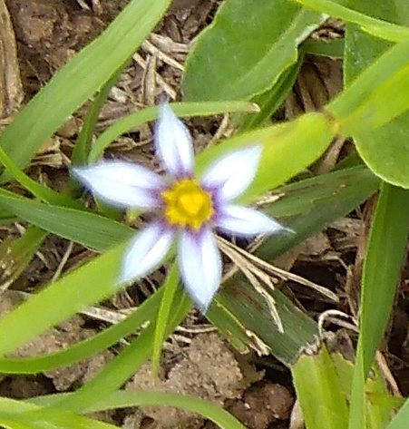 Sisyrinchium micranthum