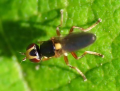 Thaumatomyia grata