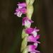 Austral Ladies'-Tresses - Photo (c) Reiner Richter, some rights reserved (CC BY-NC), uploaded by Reiner Richter