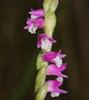 Austral Ladies'-Tresses - Photo (c) Reiner Richter, some rights reserved (CC BY-NC), uploaded by Reiner Richter