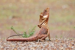 Chlamydosaurus kingii