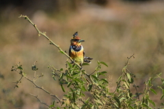 Trachyphonus vaillantii vaillantii