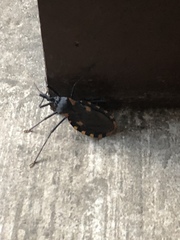 Triatoma longipennis