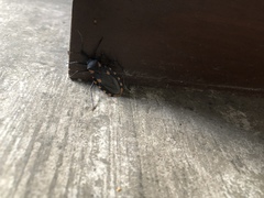 Triatoma longipennis