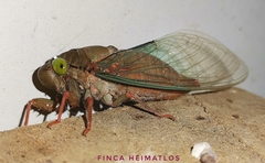 Carineta rufescens