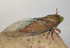 Carineta rufescens