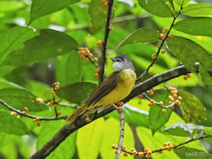 Yellow-Bellied Bulbul photo 4