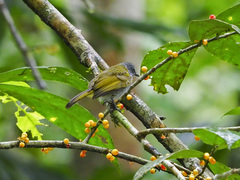 Rubigula cyaniventris