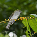 Streaked Bulbul - Photo (c) Cheongweei Gan, some rights reserved (CC BY-NC), uploaded by Cheongweei Gan