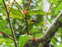 Psilopogon chrysopogon
