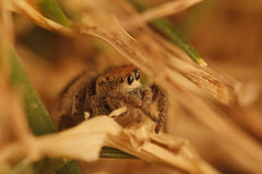 Habronattus festus