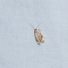 Piloprepes gelidella