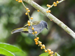 Rubigula cyaniventris