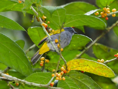 Rubigula cyaniventris