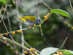 Rubigula cyaniventris