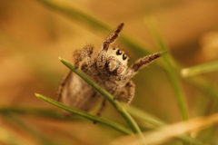 Habronattus festus