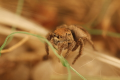 Habronattus festus