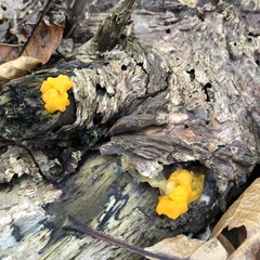 Dacrymyces
