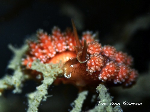 Doto fragilis