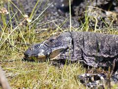 Lace Monitor photo 4