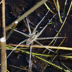 Dolomedes facetus