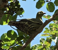 Treron australis