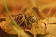Habronattus festus