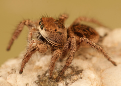 Habronattus festus