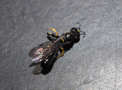 Rhopalum aucklandi
