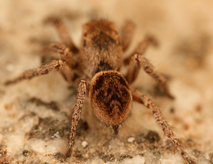 Habronattus festus