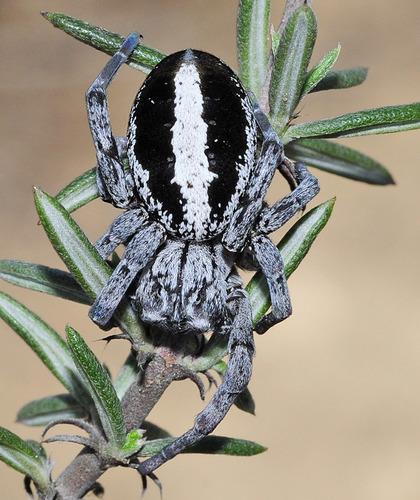 Stegodyphus lineatus