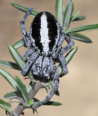 Stegodyphus lineatus